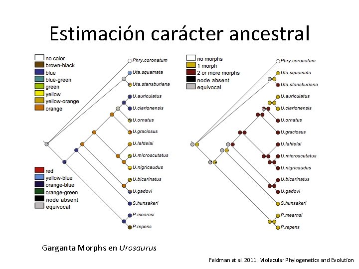 Estimación carácter ancestral Garganta Morphs en Urosaurus Feldman et al. 2011. Molecular Phylogenetics and