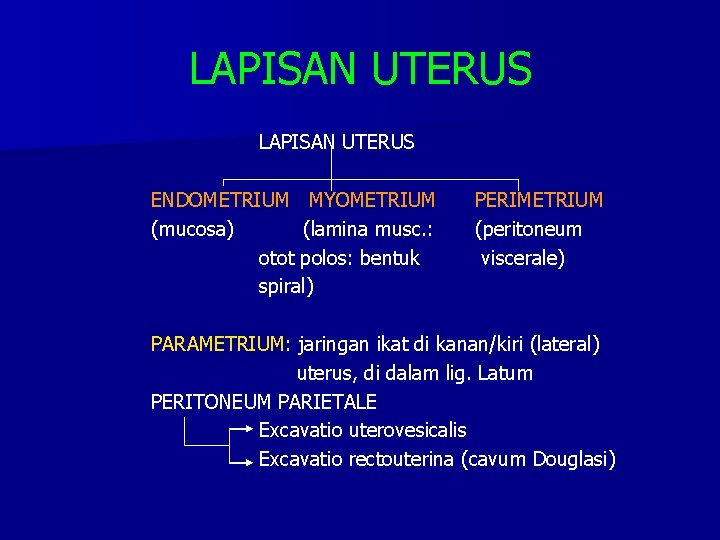 LAPISAN UTERUS ENDOMETRIUM MYOMETRIUM (mucosa) (lamina musc. : otot polos: bentuk spiral) PERIMETRIUM (peritoneum
