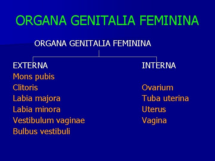 ORGANA GENITALIA FEMININA EXTERNA Mons pubis Clitoris Labia majora Labia minora Vestibulum vaginae Bulbus