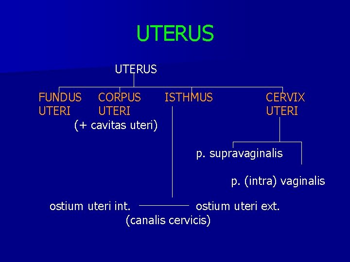 UTERUS FUNDUS CORPUS ISTHMUS UTERI (+ cavitas uteri) CERVIX UTERI p. supravaginalis p. (intra)