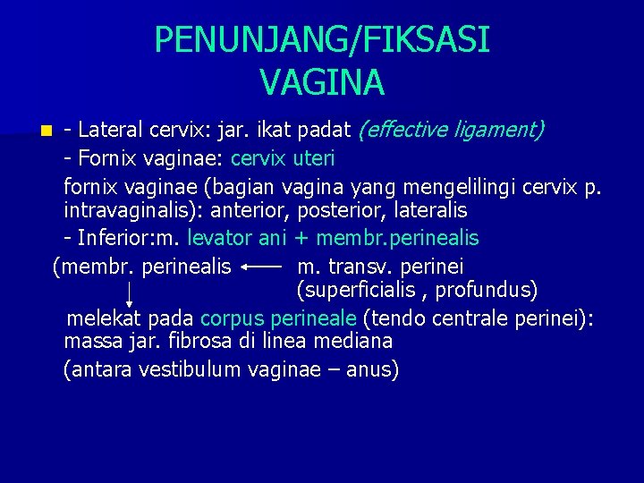 PENUNJANG/FIKSASI VAGINA - Lateral cervix: jar. ikat padat (effective ligament) - Fornix vaginae: cervix