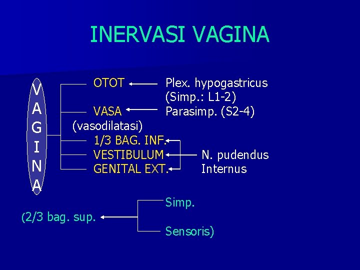 INERVASI VAGINA VV AA GG I IN NA A (2/3 OTOT Plex. hypogastricus (Simp.