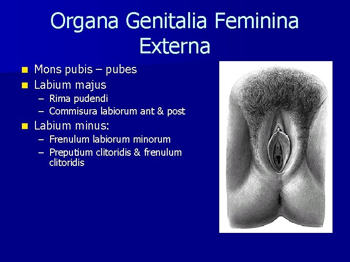 Organa Genitalia Feminina Externa Mons pubis – pubes n Labium majus n – Rima