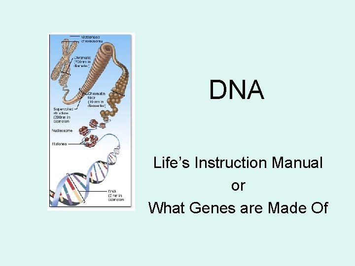 DNA Life’s Instruction Manual or What Genes are Made Of 