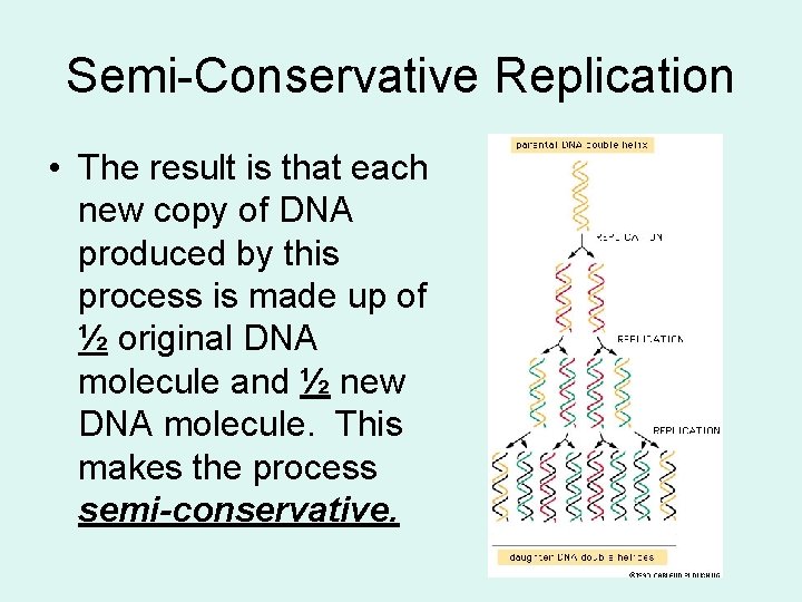 Semi-Conservative Replication • The result is that each new copy of DNA produced by