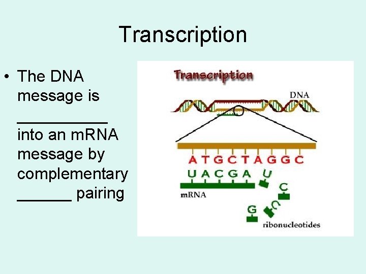 Transcription • The DNA message is _____ into an m. RNA message by complementary
