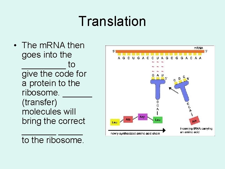 Translation • The m. RNA then goes into the _____ to give the code