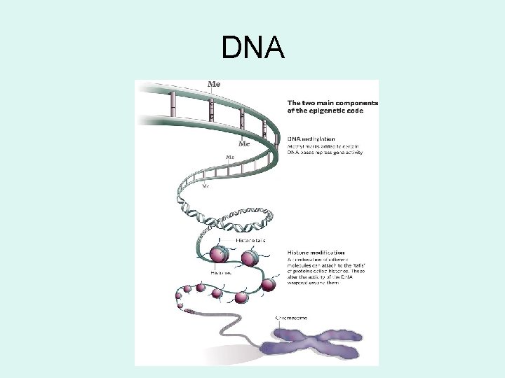 DNA 
