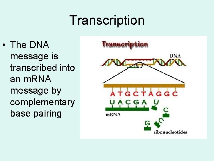 Transcription • The DNA message is transcribed into an m. RNA message by complementary