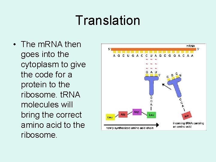 Translation • The m. RNA then goes into the cytoplasm to give the code