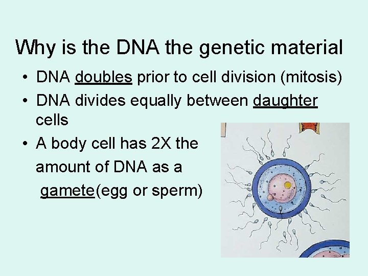 Why is the DNA the genetic material • DNA doubles prior to cell division