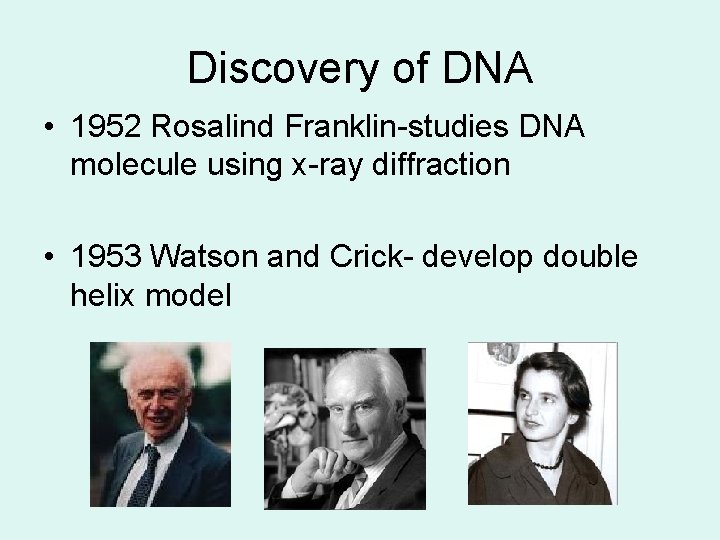 Discovery of DNA • 1952 Rosalind Franklin-studies DNA molecule using x-ray diffraction • 1953