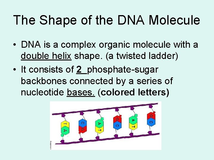 The Shape of the DNA Molecule • DNA is a complex organic molecule with