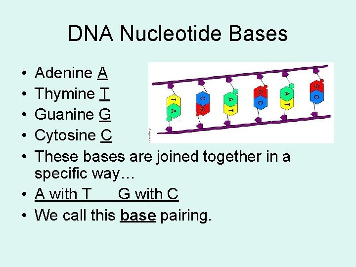 DNA Nucleotide Bases • • • Adenine A Thymine T Guanine G Cytosine C