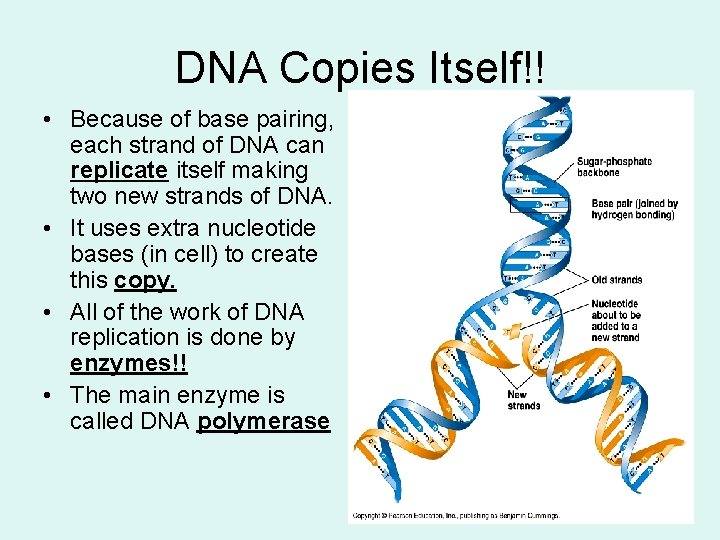 DNA Copies Itself!! • Because of base pairing, each strand of DNA can replicate