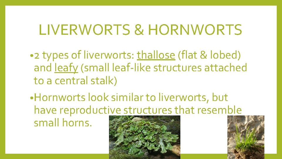 LIVERWORTS & HORNWORTS • 2 types of liverworts: thallose (flat & lobed) and leafy
