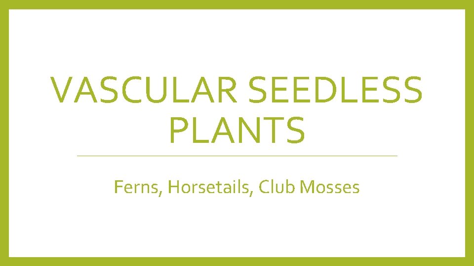 VASCULAR SEEDLESS PLANTS Ferns, Horsetails, Club Mosses 