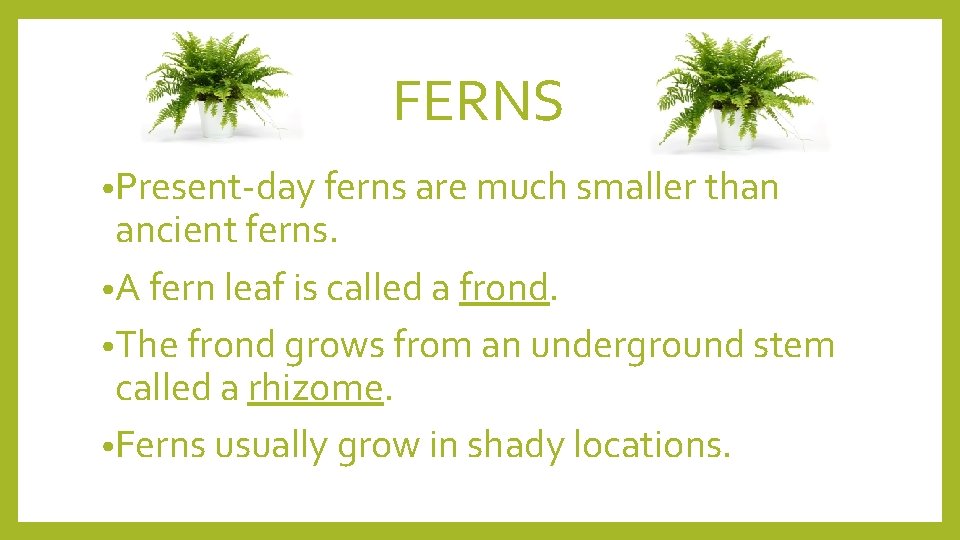 FERNS • Present-day ferns are much smaller than ancient ferns. • A fern leaf