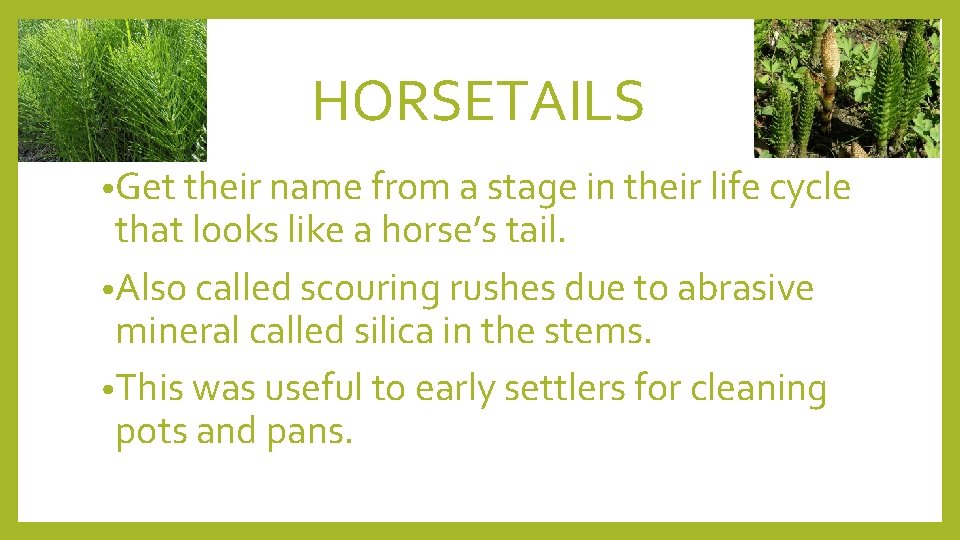 HORSETAILS • Get their name from a stage in their life cycle that looks