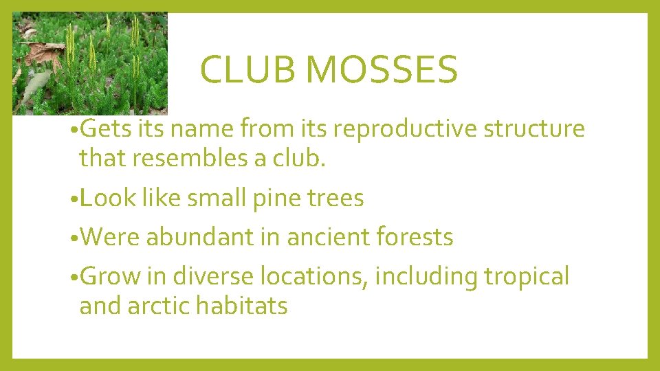 CLUB MOSSES • Gets its name from its reproductive structure that resembles a club.