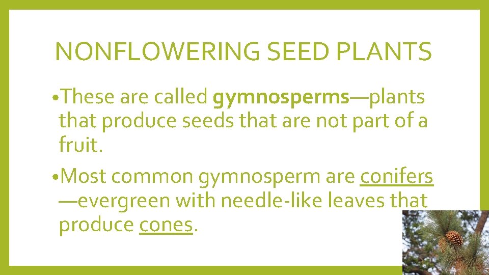 NONFLOWERING SEED PLANTS • These are called gymnosperms—plants that produce seeds that are not