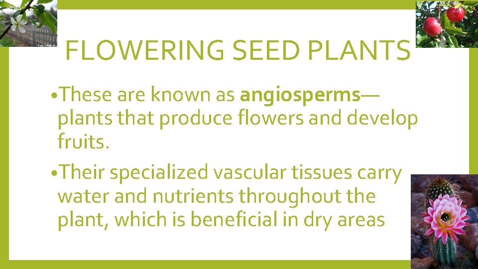 FLOWERING SEED PLANTS • These are known as angiosperms— plants that produce flowers and