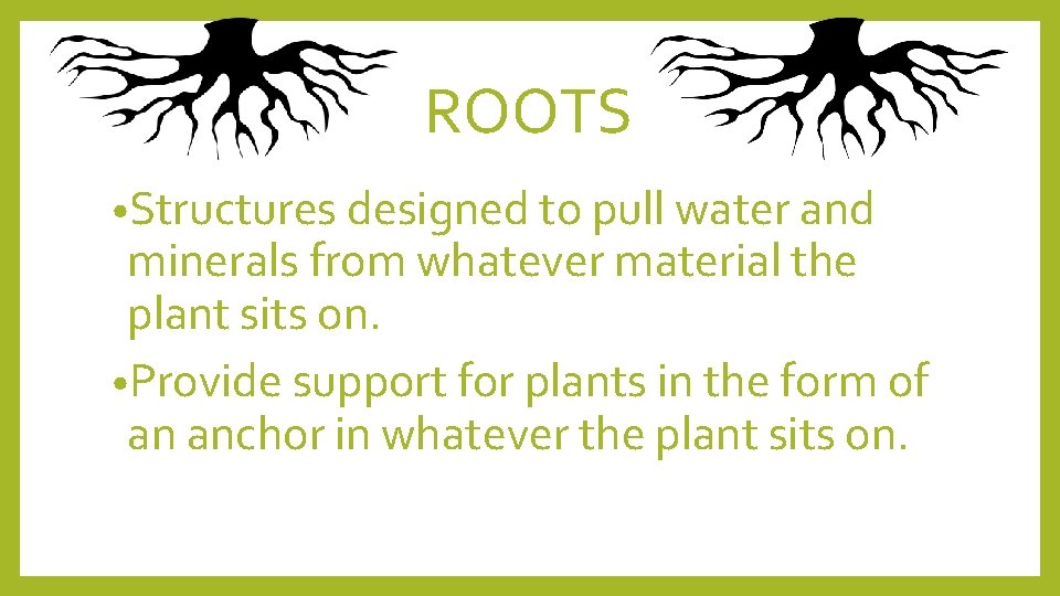 ROOTS • Structures designed to pull water and minerals from whatever material the plant