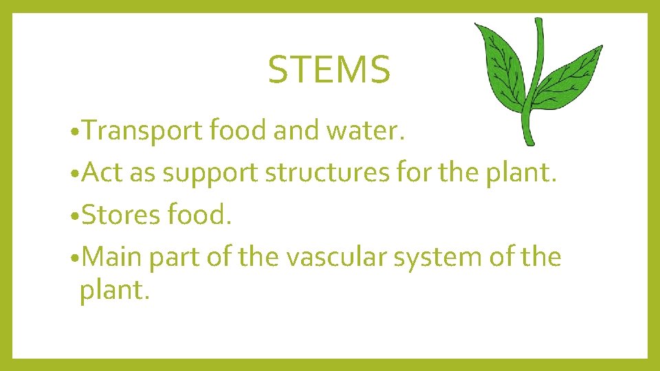 STEMS • Transport food and water. • Act as support structures for the plant.