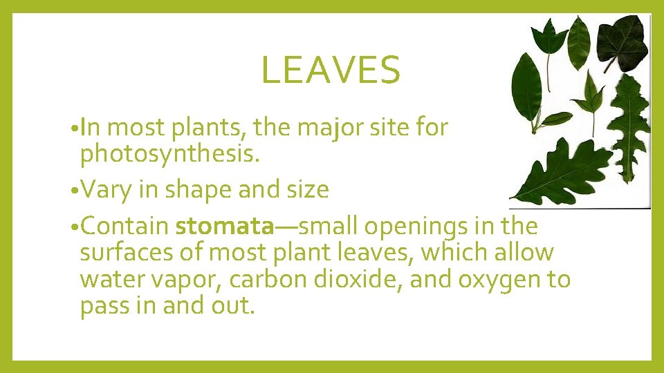 LEAVES • In most plants, the major site for photosynthesis. • Vary in shape