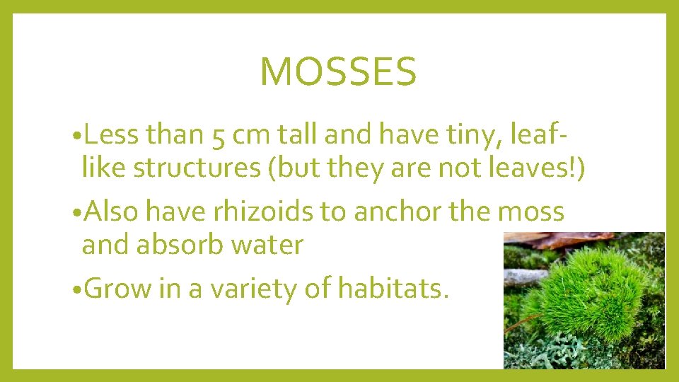 MOSSES • Less than 5 cm tall and have tiny, leaf- like structures (but