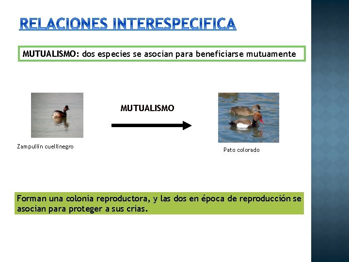 MUTUALISMO: dos especies se asocian para beneficiarse mutuamente MUTUALISMO Zampullín cuellinegro Pato colorado Forman