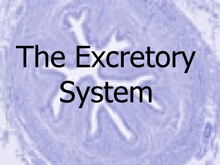 The Excretory System 