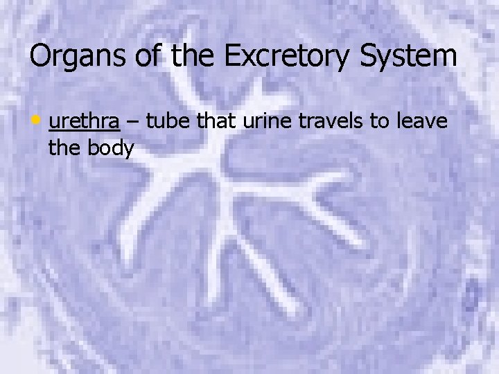 Organs of the Excretory System • urethra – tube that urine travels to leave