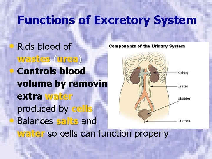 Functions of Excretory System • Rids blood of wastes (urea) • Controls blood volume