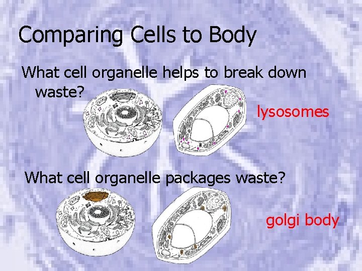 Comparing Cells to Body What cell organelle helps to break down waste? lysosomes What
