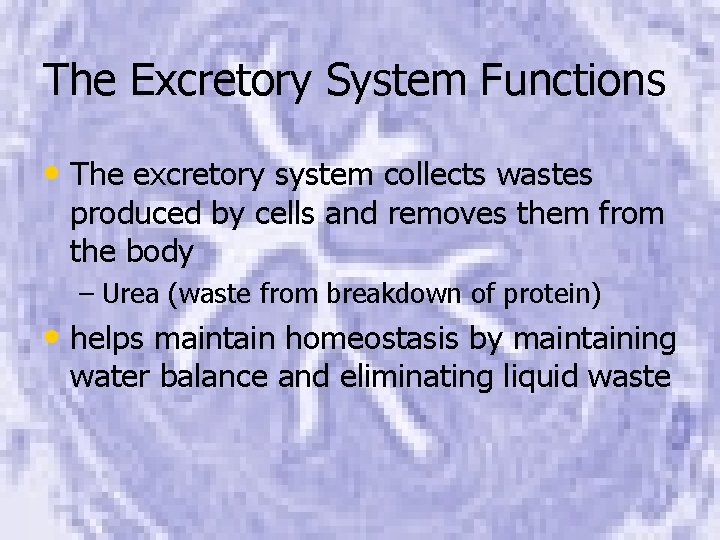The Excretory System Functions • The excretory system collects wastes produced by cells and