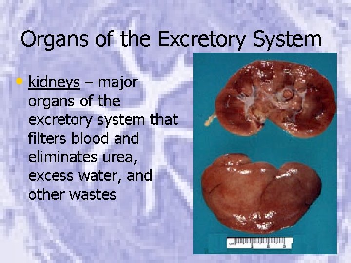 Organs of the Excretory System • kidneys – major organs of the excretory system