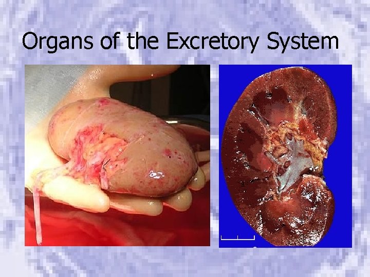 Organs of the Excretory System 