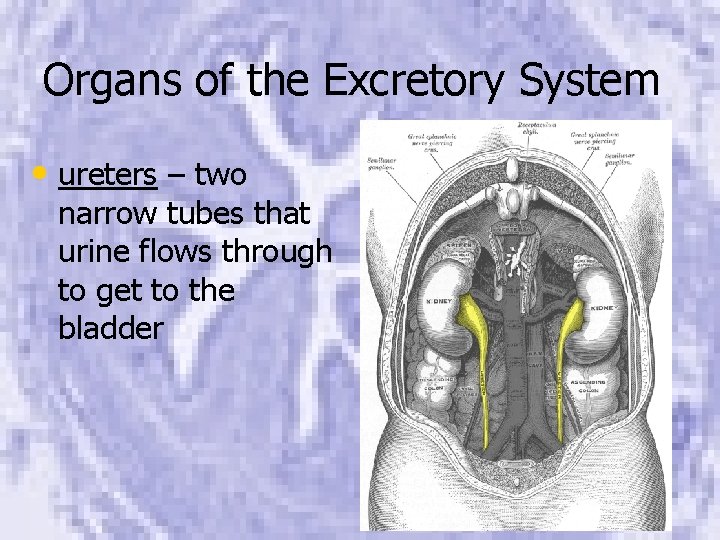Organs of the Excretory System • ureters – two narrow tubes that urine flows