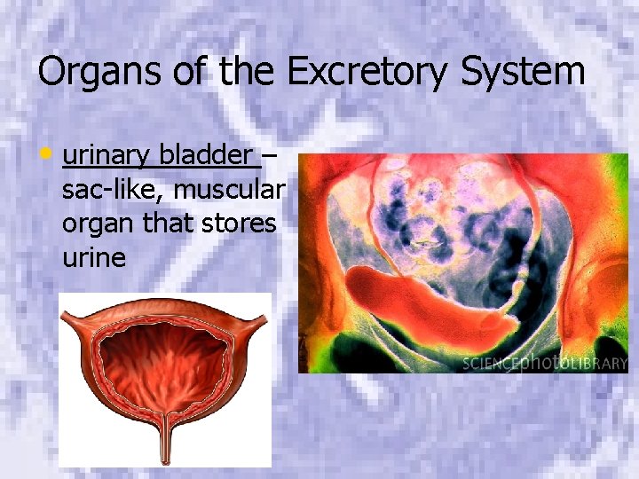 Organs of the Excretory System • urinary bladder – sac-like, muscular organ that stores