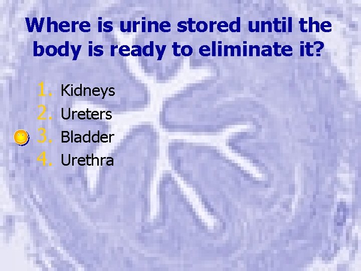 Where is urine stored until the body is ready to eliminate it? 1. 2.