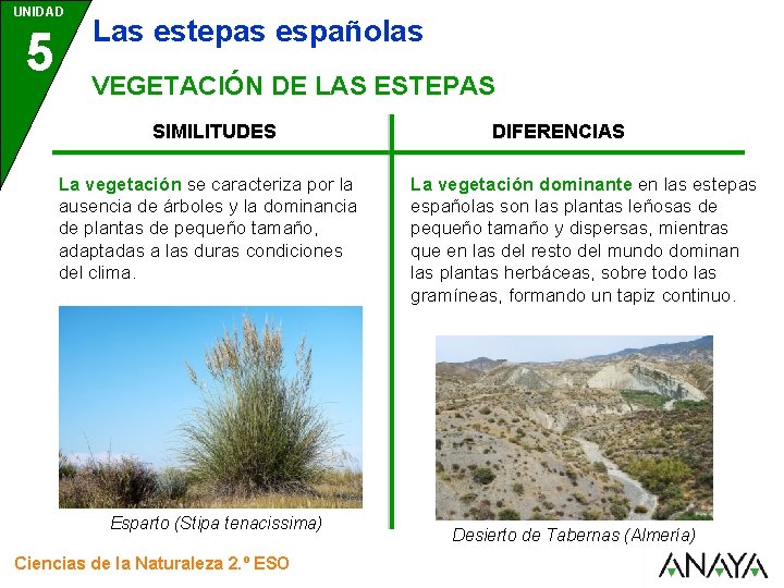 UNIDAD 5 Las estepas españolas VEGETACIÓN DE LAS ESTEPAS SIMILITUDES La vegetación se caracteriza