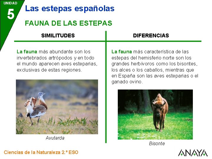 UNIDAD 5 Las estepas españolas FAUNA DE LAS ESTEPAS SIMILITUDES La fauna más abundante