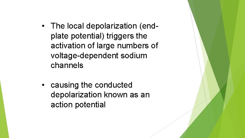  • The local depolarization (endplate potential) triggers the activation of large numbers of
