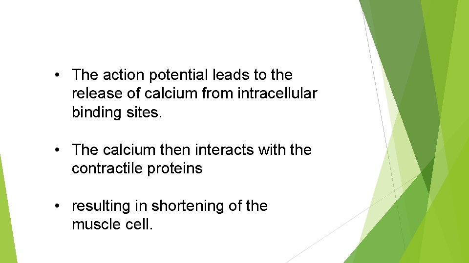  • The action potential leads to the release of calcium from intracellular binding