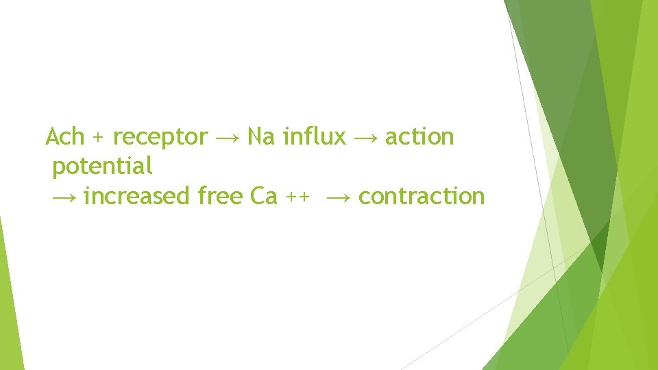 Ach + receptor → Na influx → action potential → increased free Ca ++