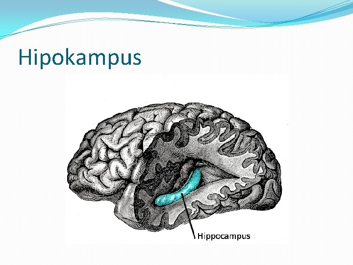 Hipokampus 