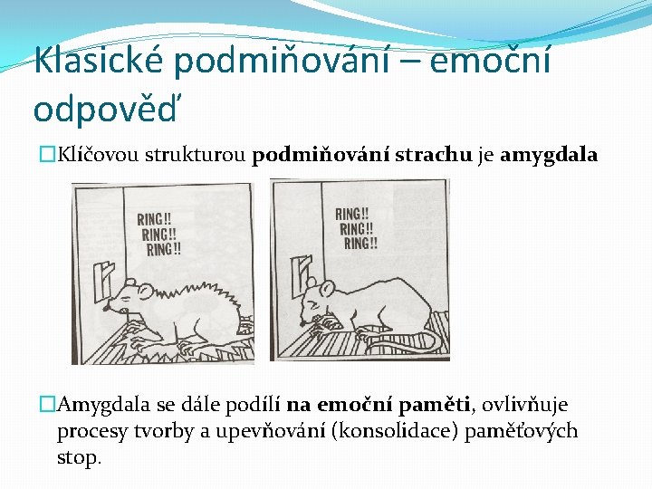 Klasické podmiňování – emoční odpověď �Klíčovou strukturou podmiňování strachu je amygdala �Amygdala se dále