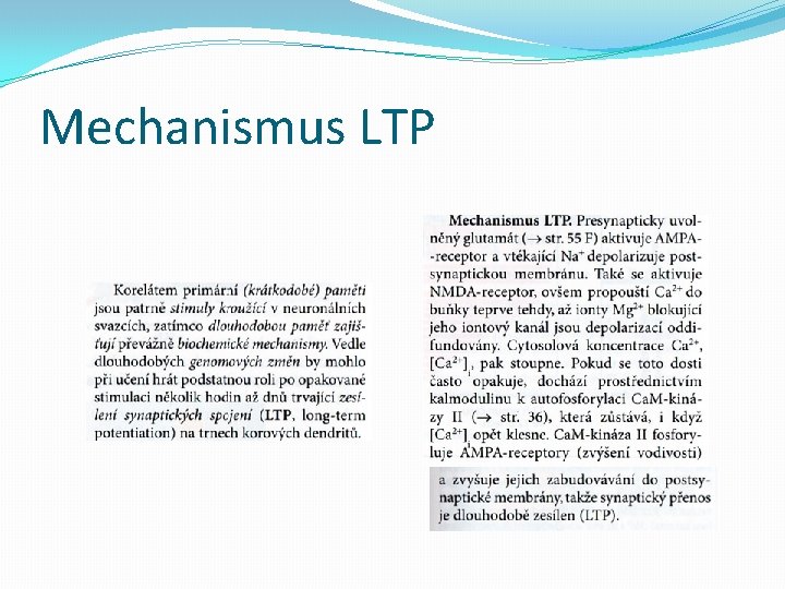 Mechanismus LTP 