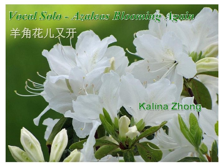 Vocal Solo - Azaleas Blooming Again 羊角花儿又开 Kelina Zhong • Azaleas 羊角花又开 Kalina Zhong